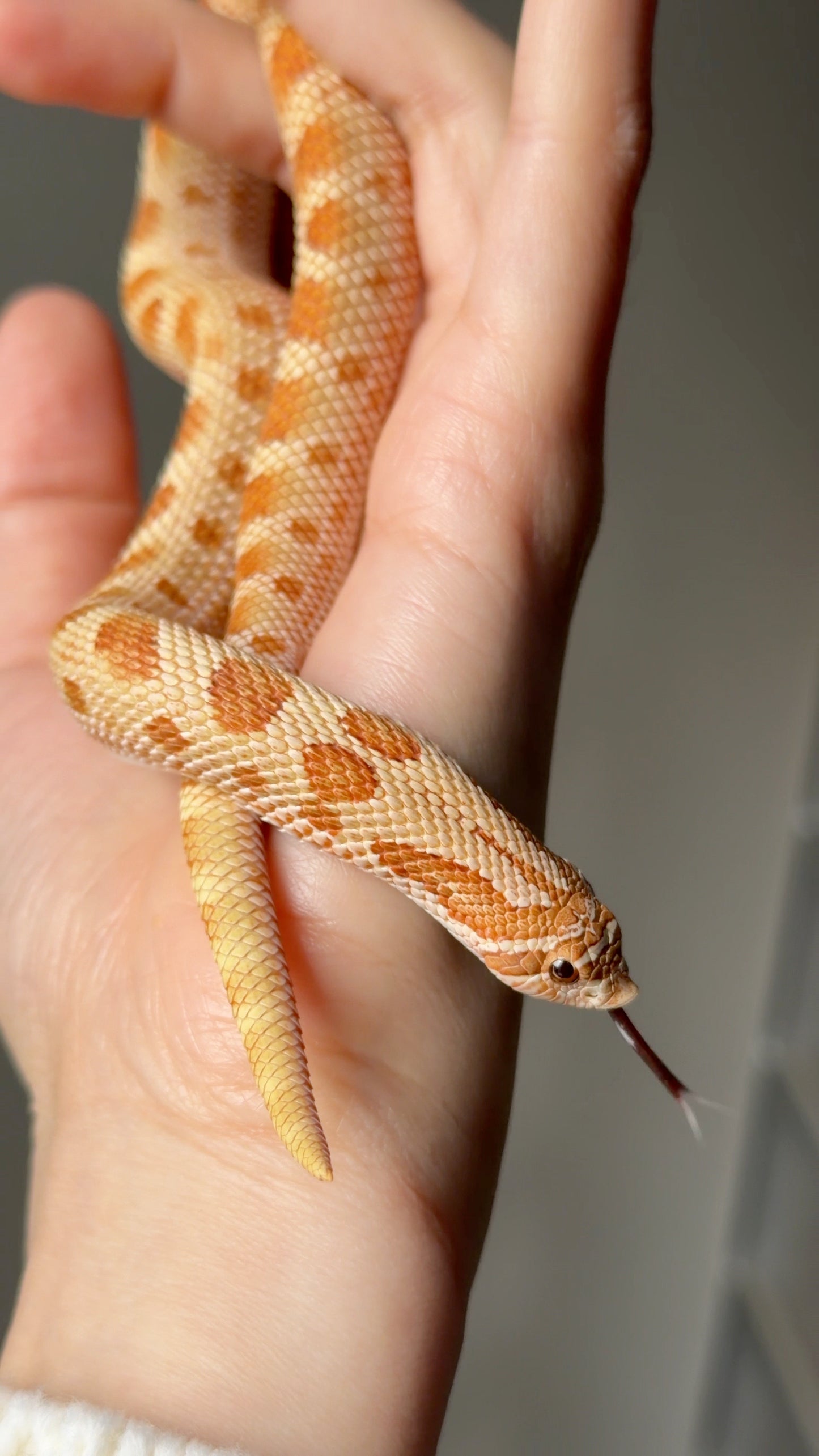 2025 太妃康達Het紫貂 ♂ (H25067)