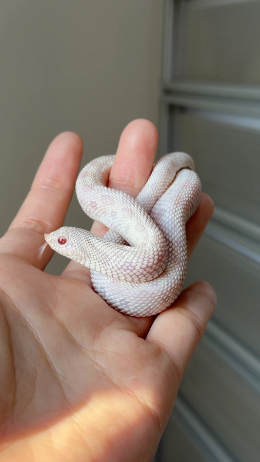 2025 雪白康達 ♀ (H25289)