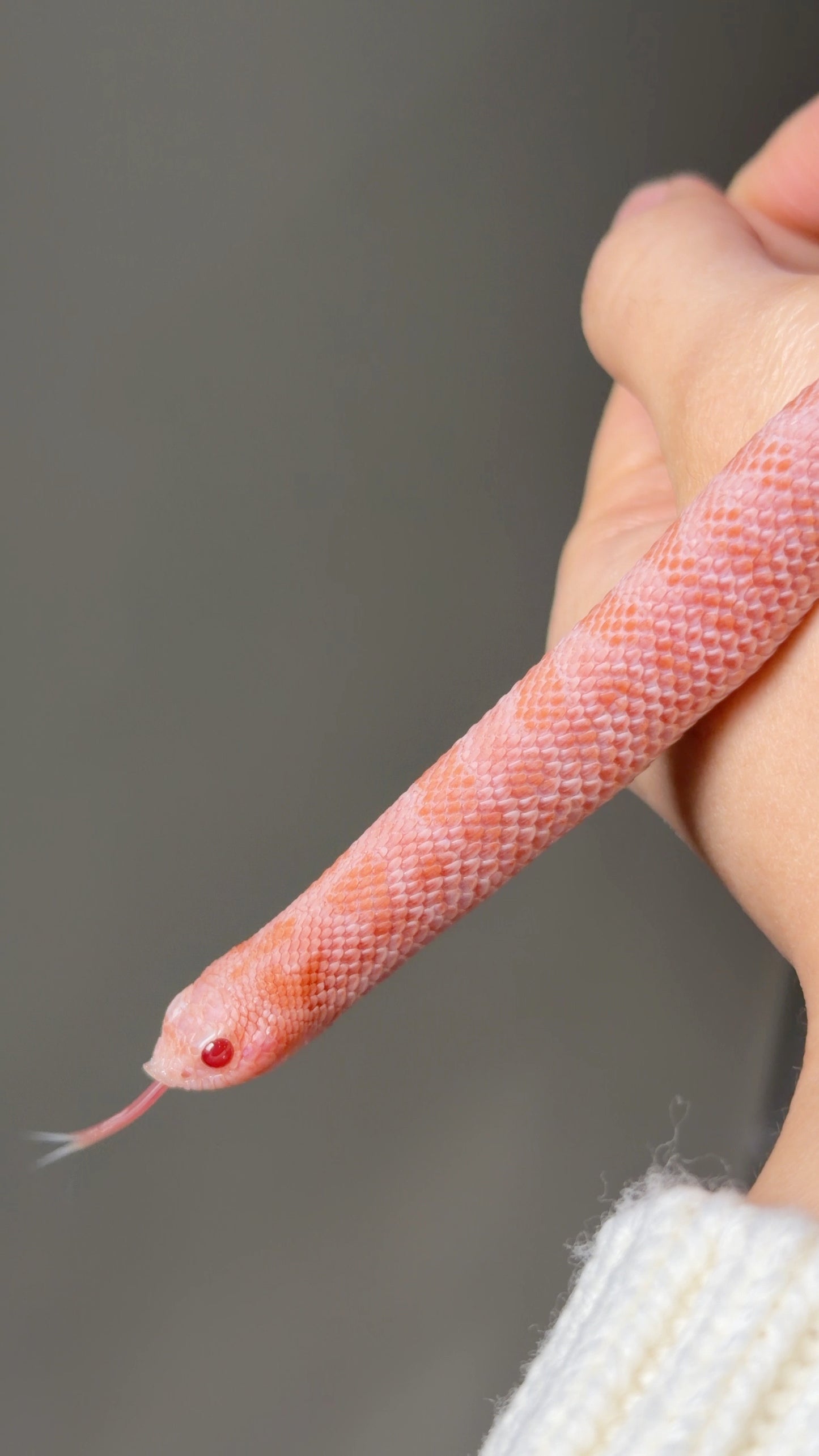 2025 超級北極太陽爆炸 ♂ (H25230)