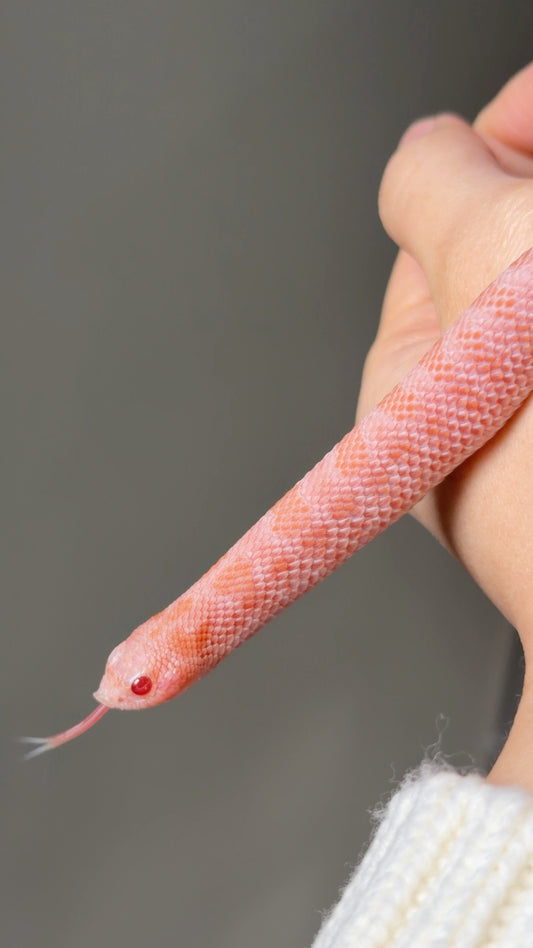 超級北極太陽爆炸