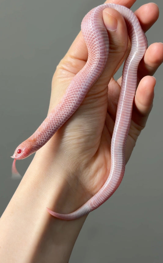 超級北極太陽爆炸