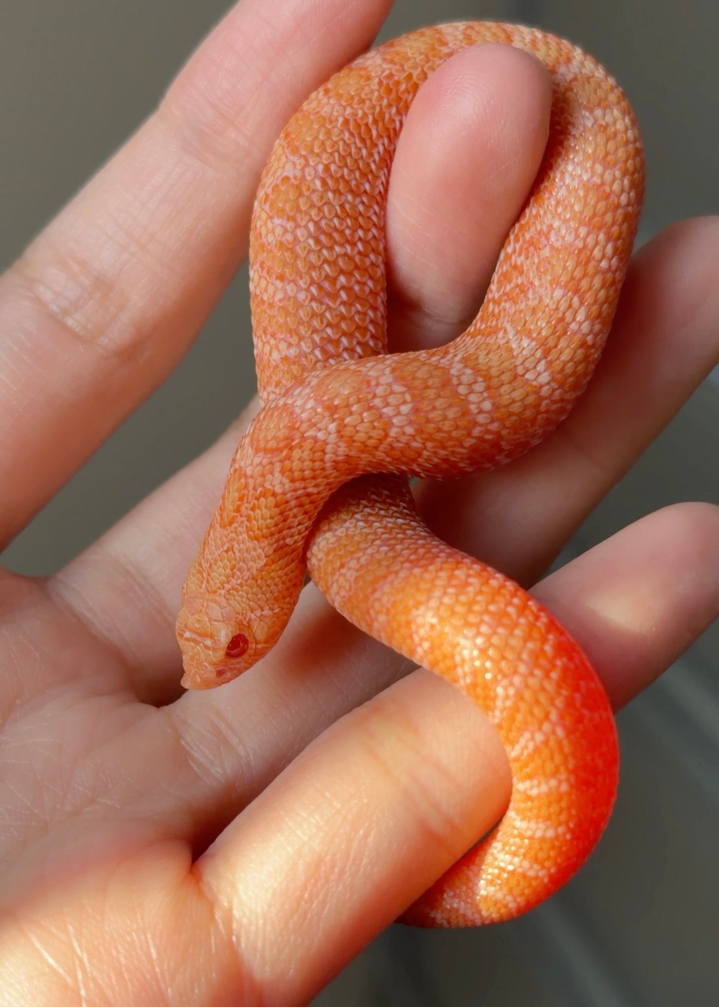 2025 太陽爆炸Het雪爆 ♂ (H25454)