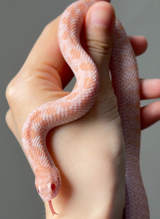 超級北極太陽爆炸