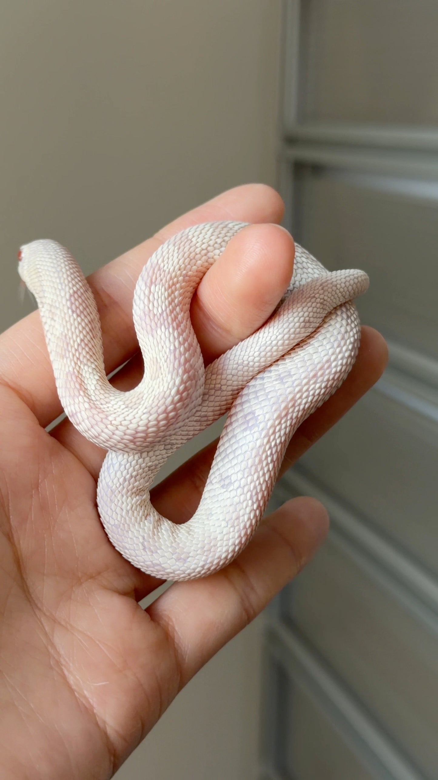 2025 雪白康達 ♀ (H25289)