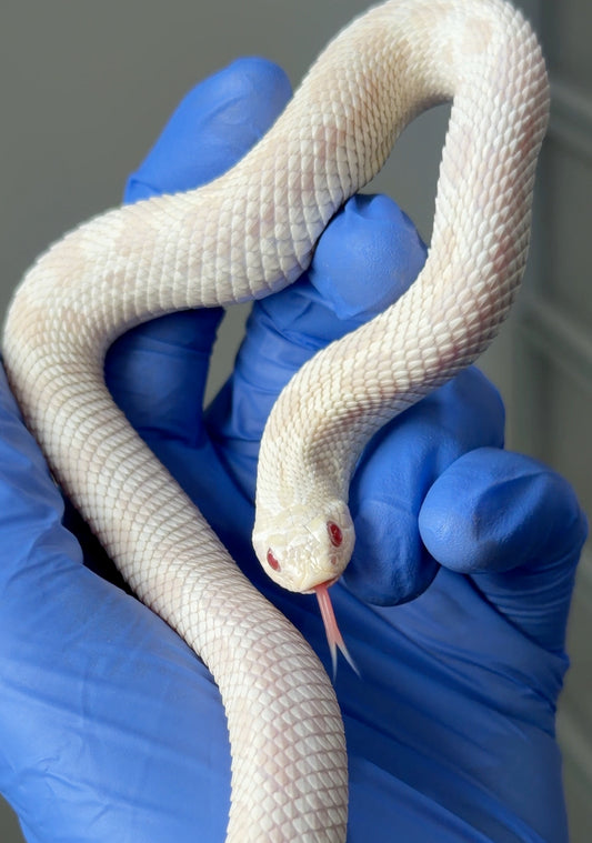 雪白康達66%ph幽靈