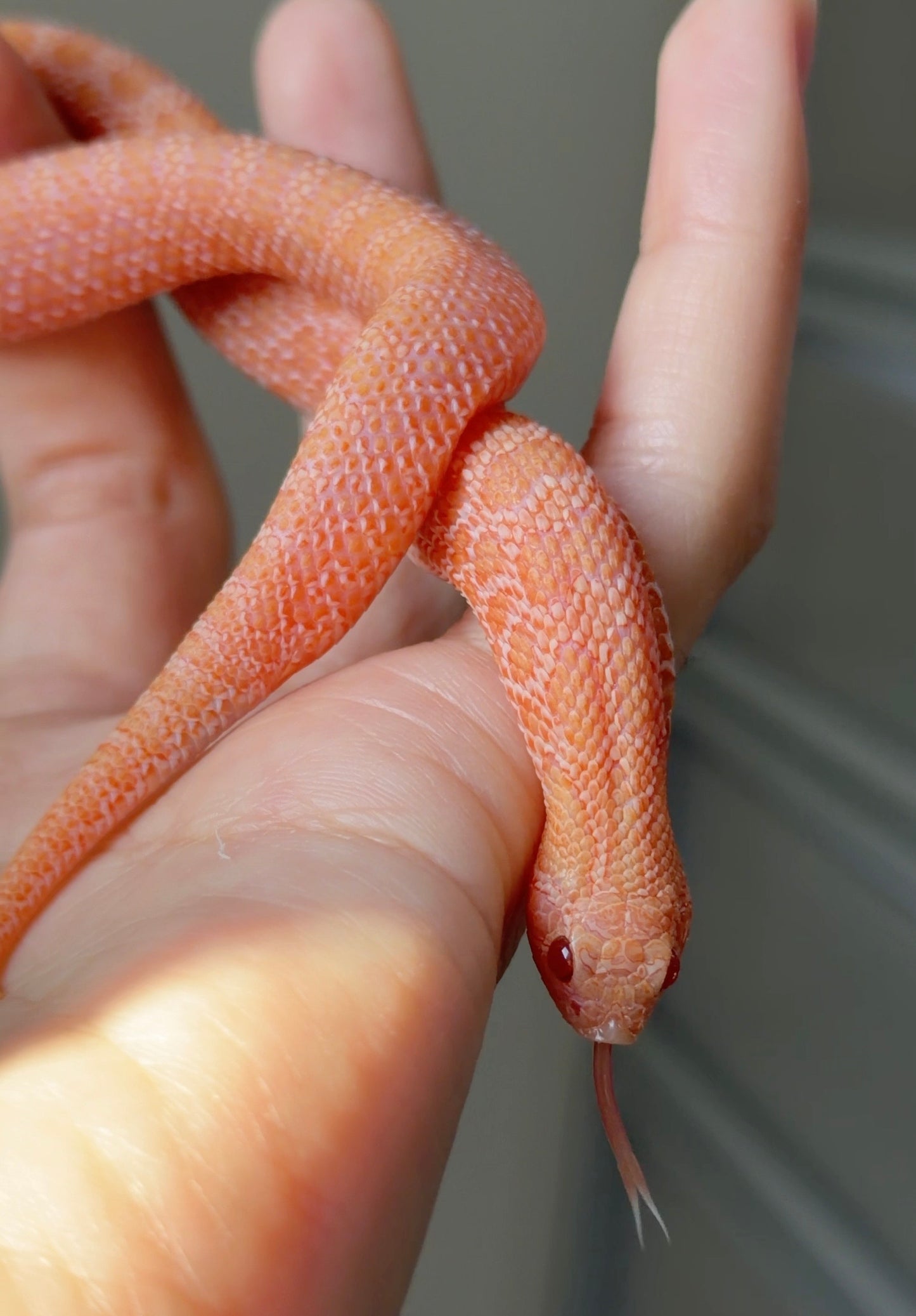 2025 北極太陽爆炸 ♀ (H25362)