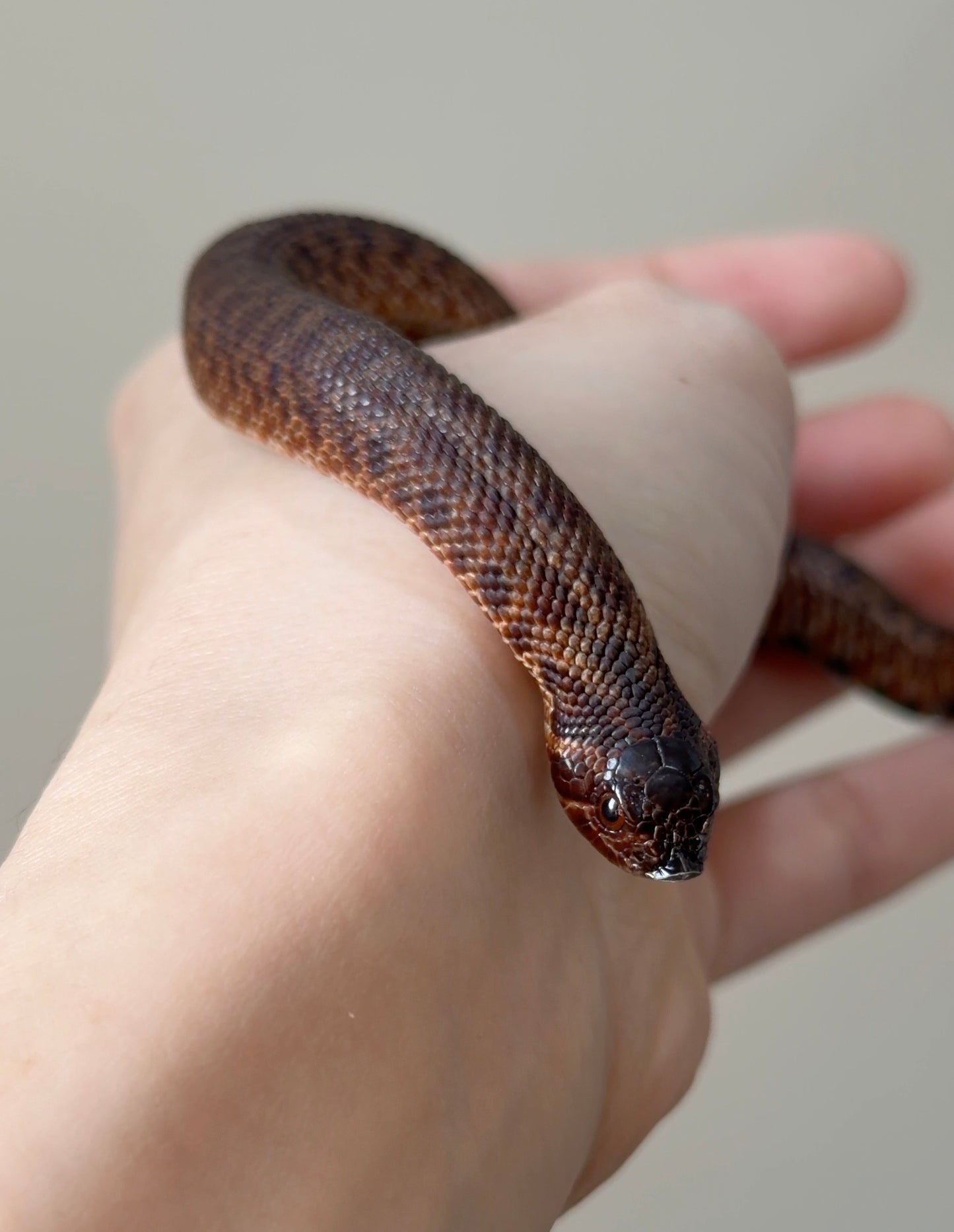 2025 瑞士巧克力66%ph白化ph薰衣草 ♂ (H25389)