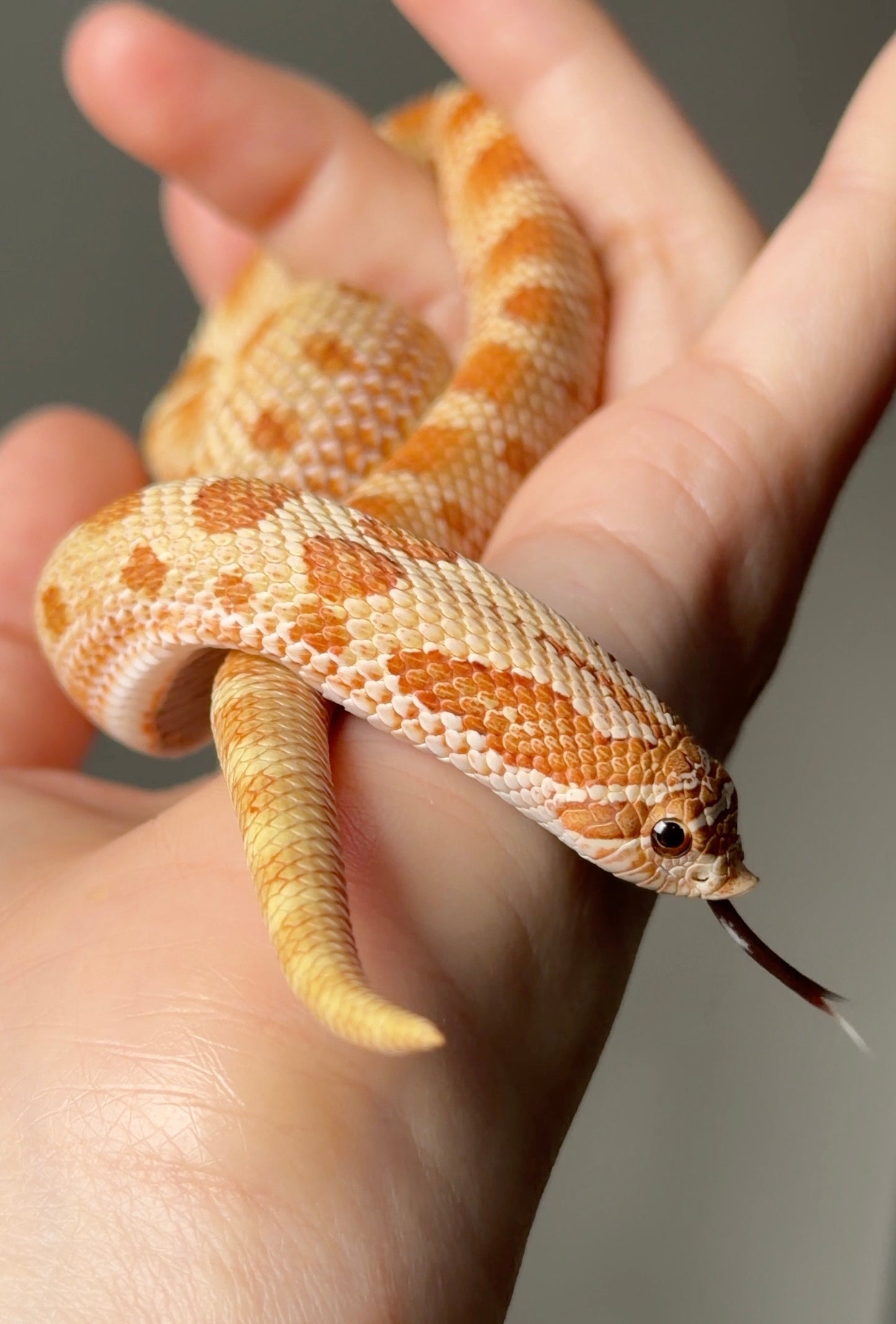 2025 太妃康達Het紫貂 ♂ (H25067)