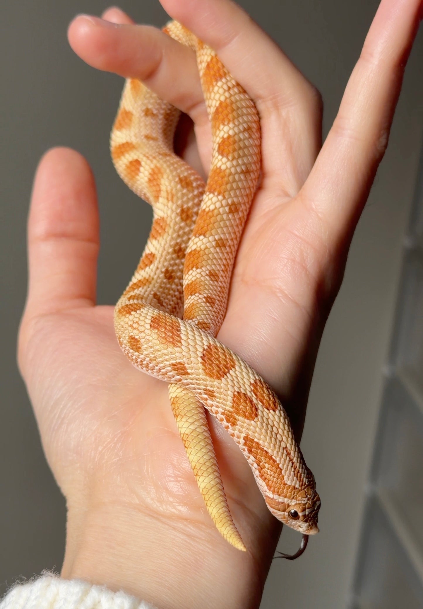 2025 太妃康達Het紫貂 ♂ (H25067)