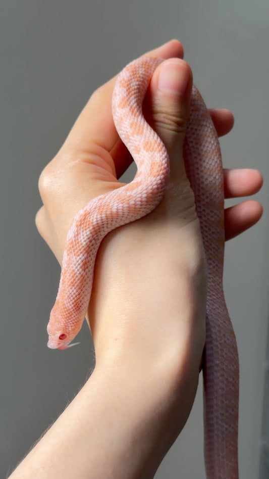 超級北極太陽爆炸