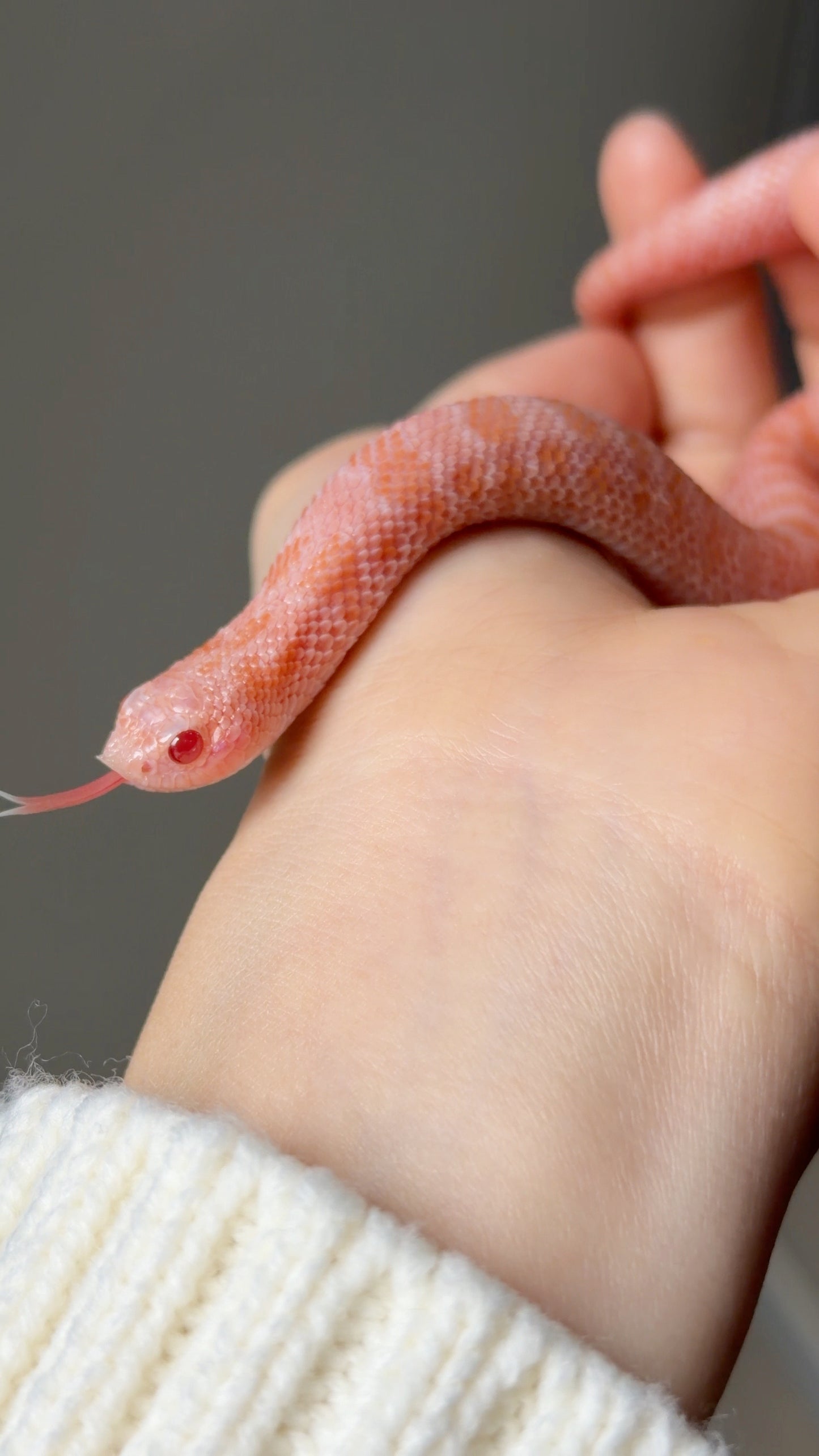 2025 超級北極太陽爆炸 ♂ (H25230)