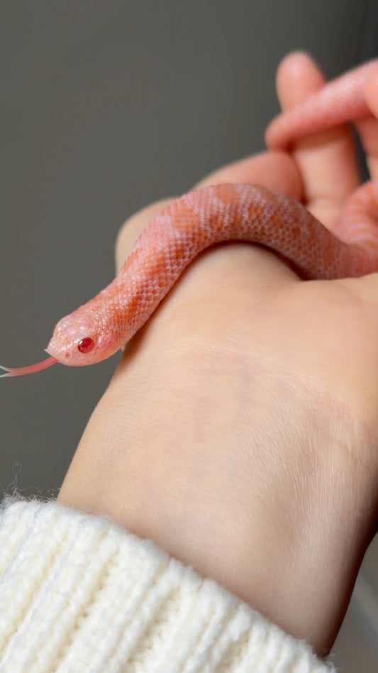 2025 超級北極太陽爆炸 ♂ (H25230)